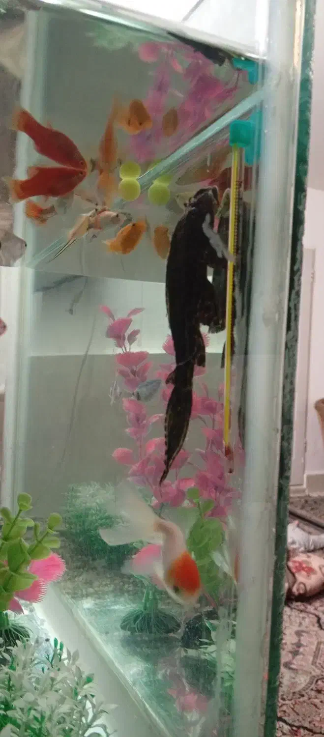 گربه ماهی یا لجن خوار|ماهی|مشهد, تلگرد|دیوار