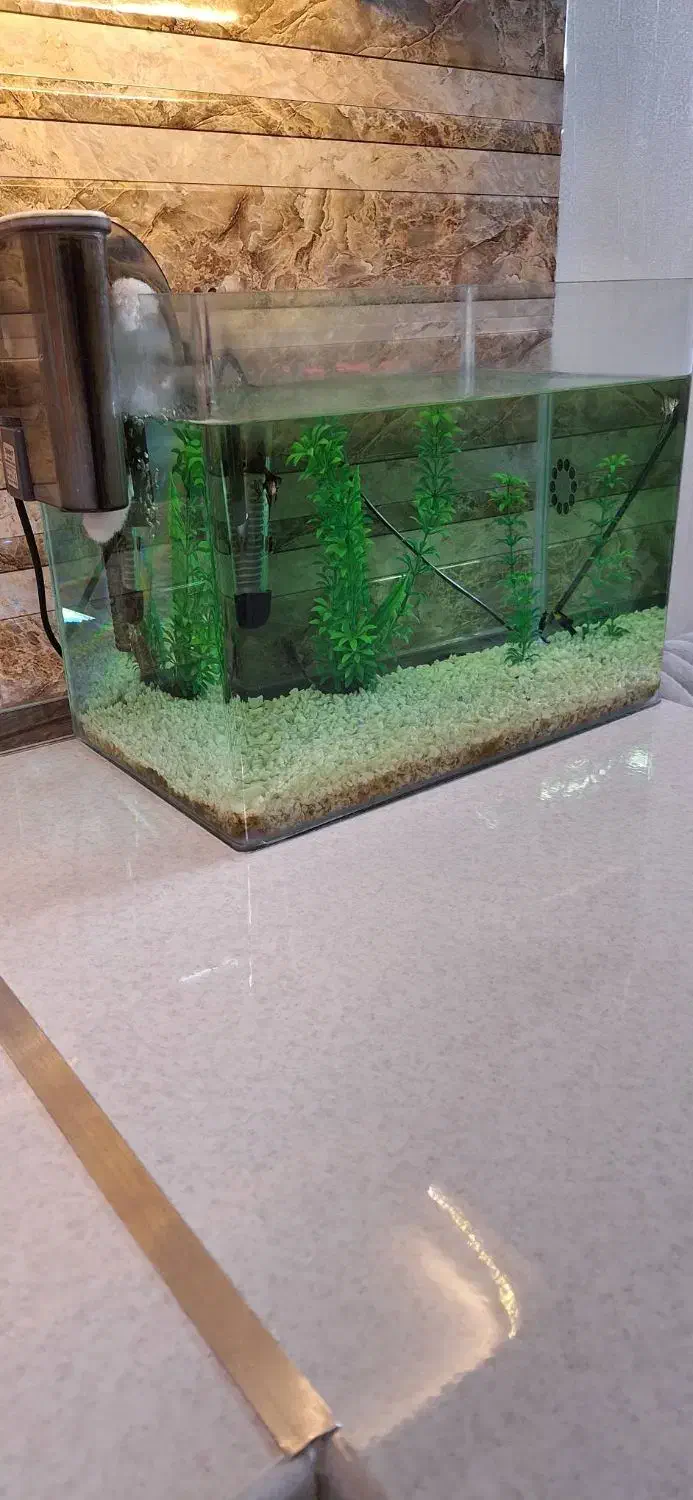 زیبایی منزل|ماهی|تهران, پرستار|دیوار