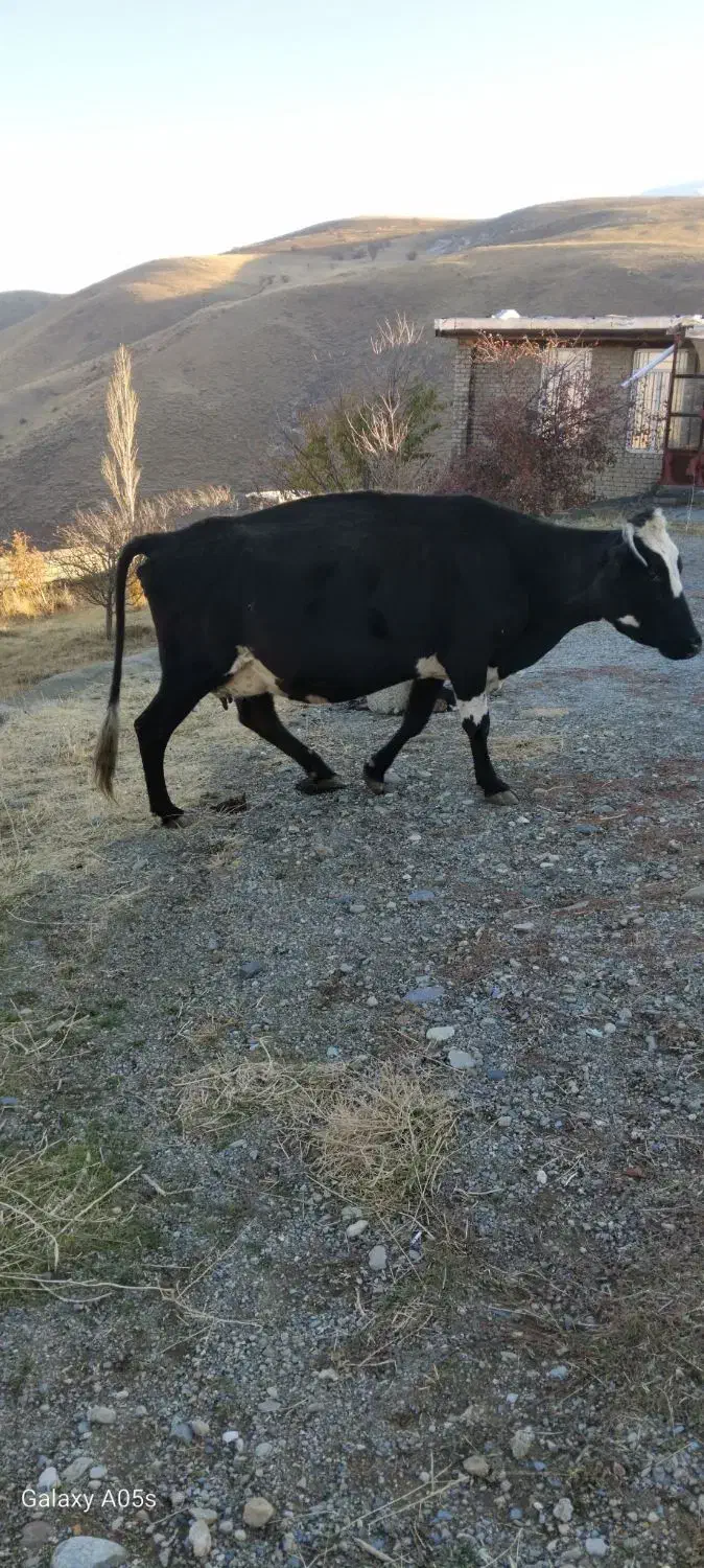 گاو گوشتی وشیری|حیوانات مزرعه|سیلوانه, |دیوار