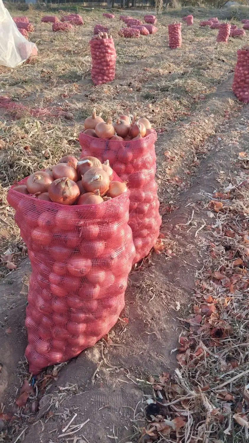 پیاز خوب|خوردنی و آشامیدنی|بجنورد, |دیوار