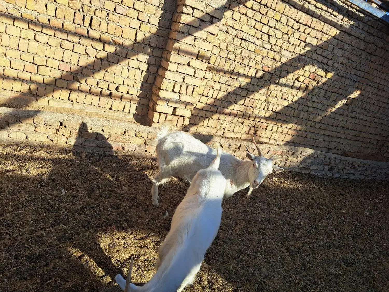 دوعددبز ثانن جوان ابستن|حیوانات مزرعه|گلپایگان, |دیوار