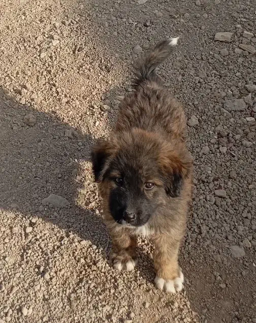 توله قدرجونی|سگ|پیر بکران, |دیوار