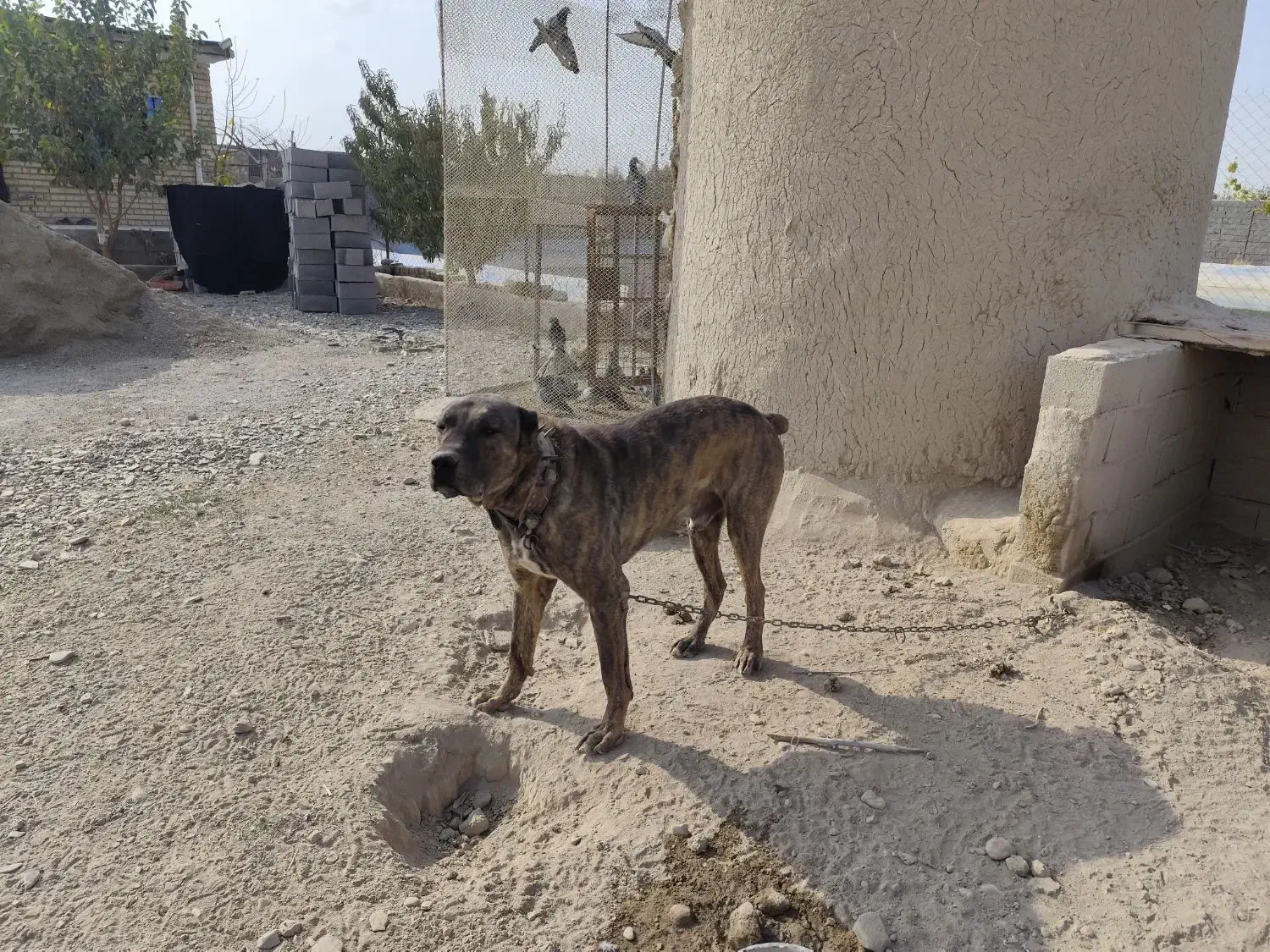 سگ نگهبان با نژاد دار|سگ|گلبهار, نوبهار|دیوار