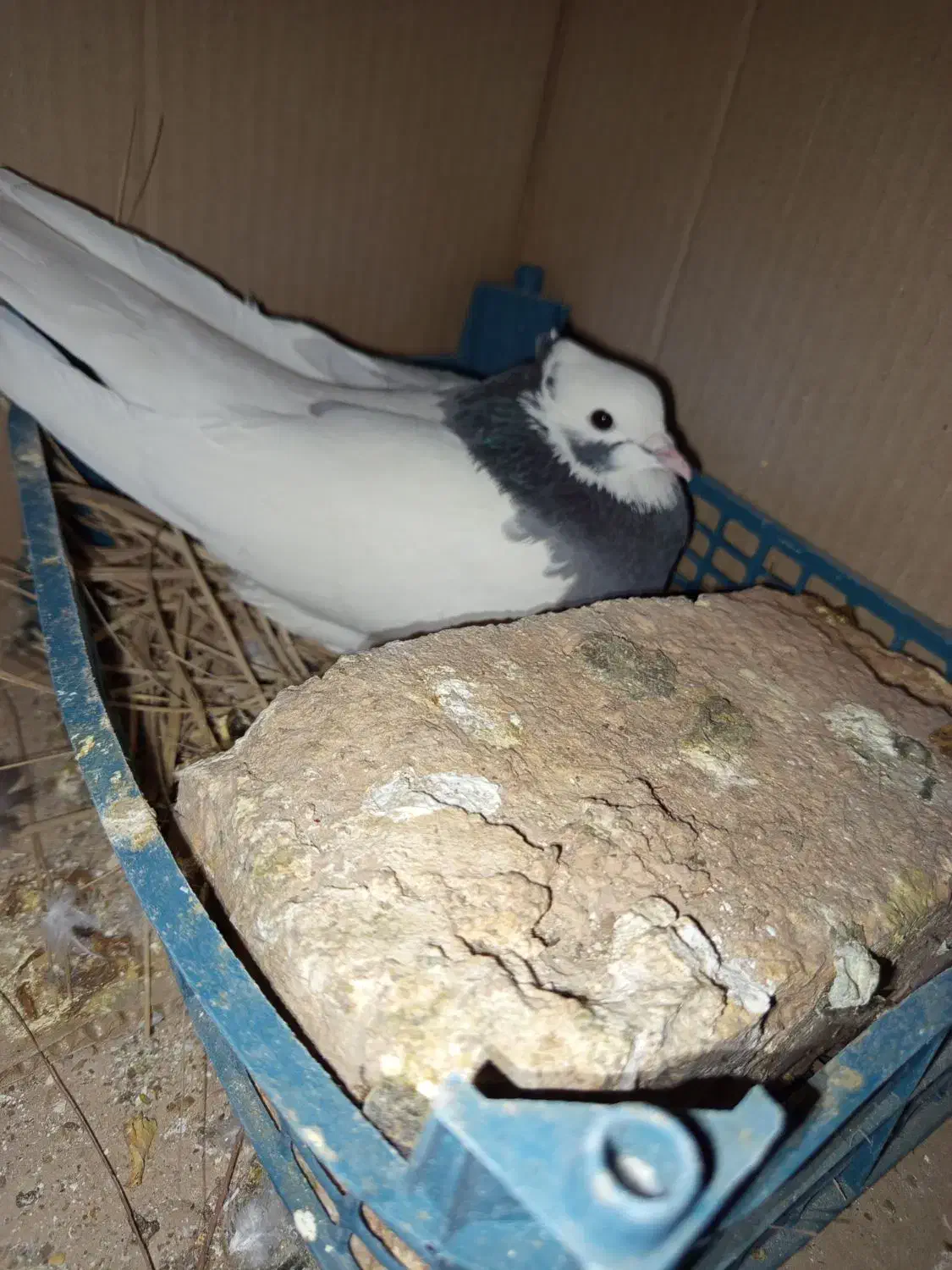 طوق سبز ماده|پرنده|شیراز, محمدیه|دیوار