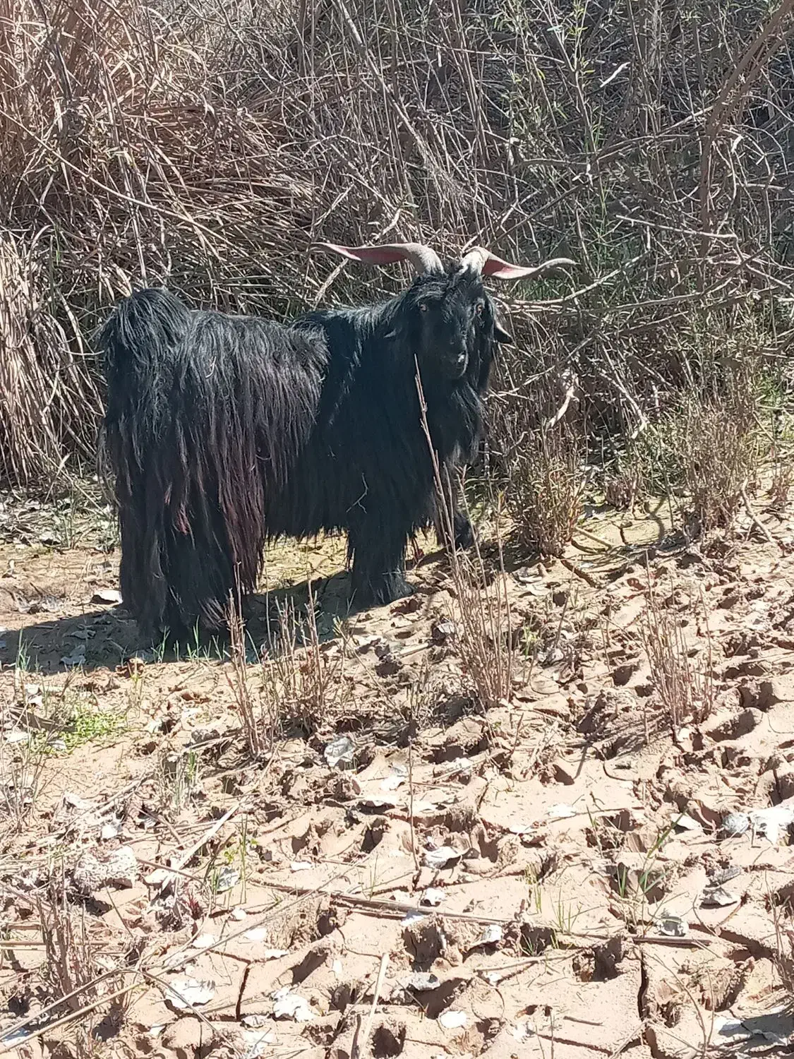 بعده. دوبر|حیوانات مزرعه|گتوند, |دیوار