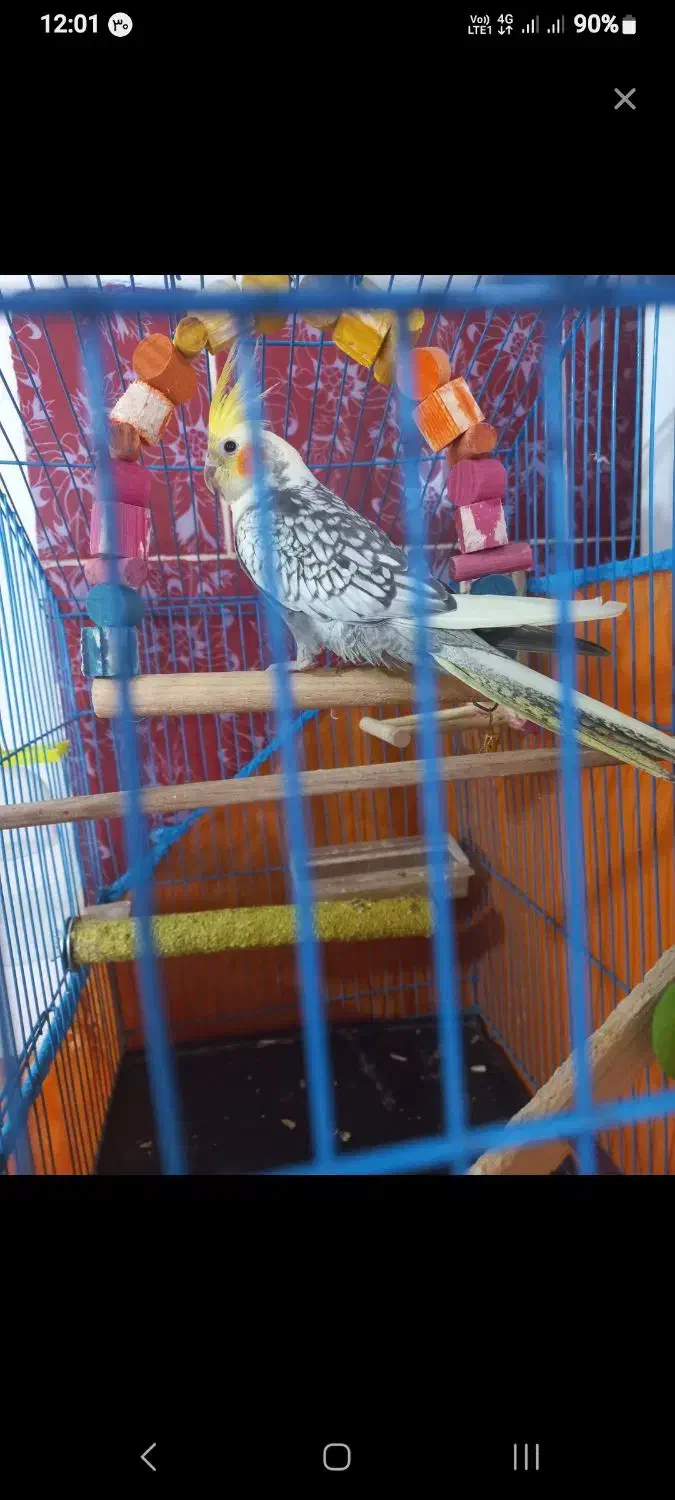 عروس هلندی گل باقالی ماده|پرنده|فهرج, |دیوار