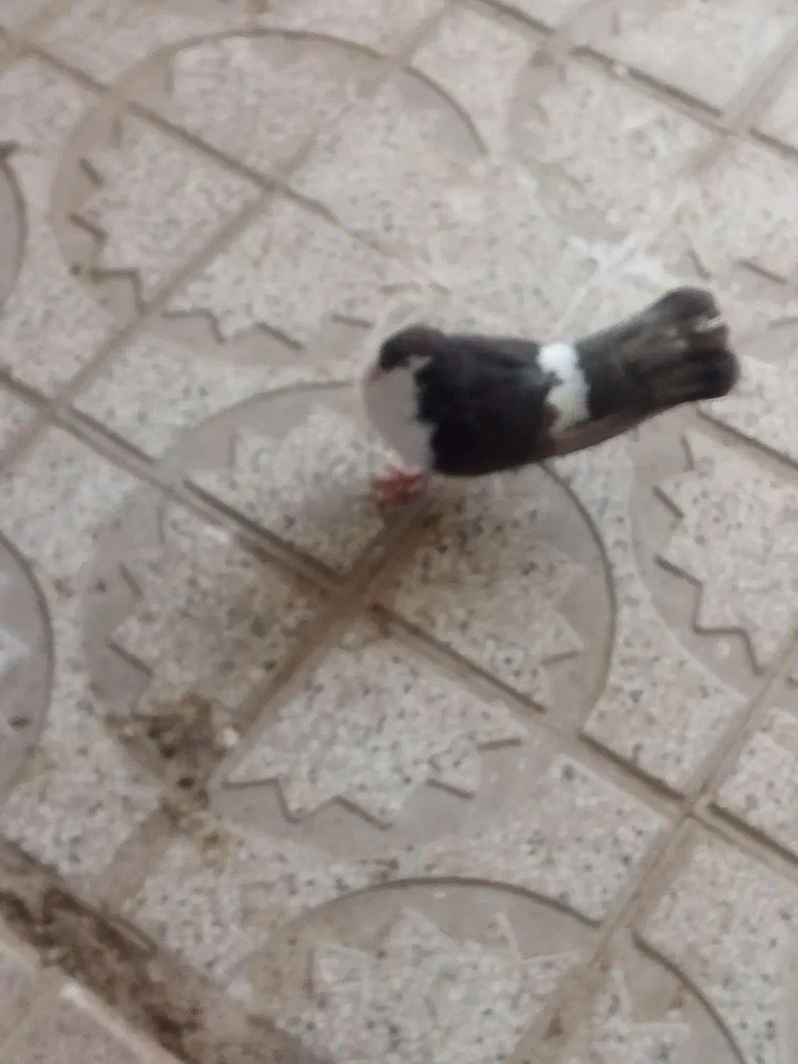 کبوتر|پرنده|تربتحیدریه, آغوی|دیوار