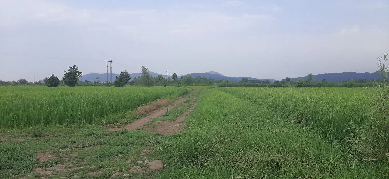 فروش زمین کشاورزی  فوری|فروش دفتر صنعتی، کشاورزی، تجاری|لاهیجان, لیالستان|دیوار