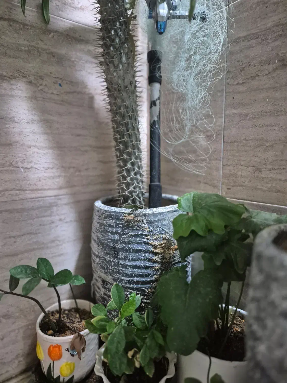 نخل ماداگاسکار معاوضه با|گل و گیاه طبیعی|محمدشهر, شهرک چمران|دیوار