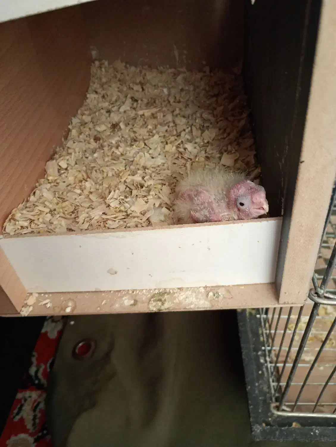 فروش عروس هلندی مولد|پرنده|تهران, شهرک رضویه|دیوار