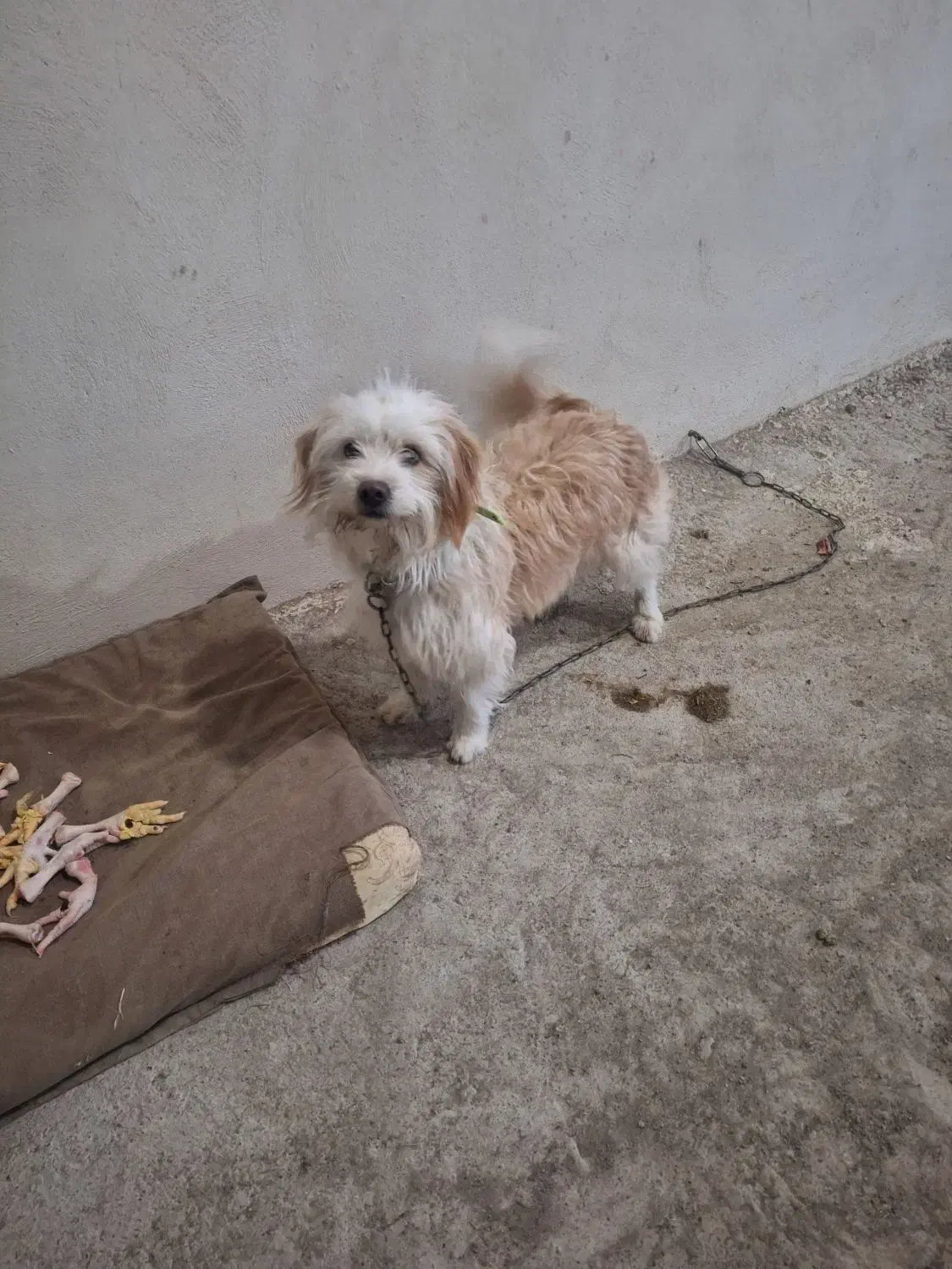 سگ پاکوتاه|سگ|اردبیل, |دیوار