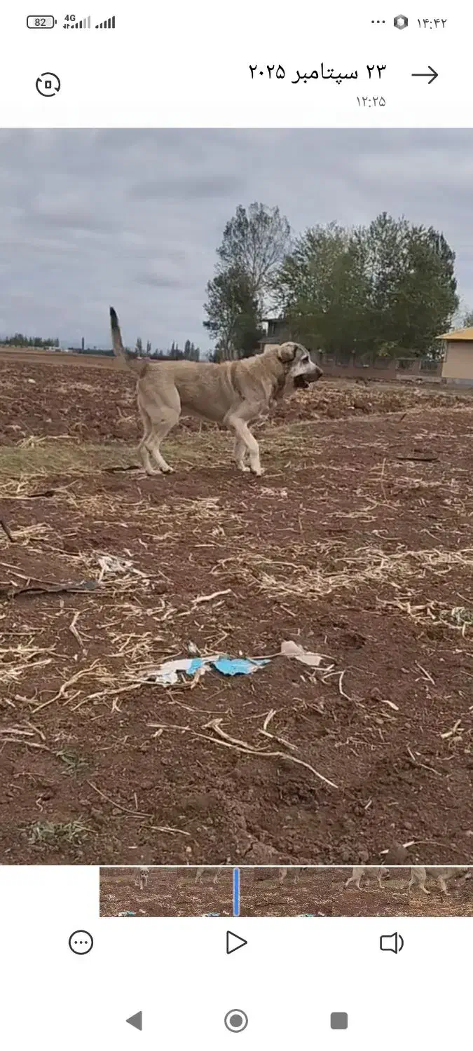 واگذاری سگ پژدر|سگ|کبودرآهنگ, |دیوار