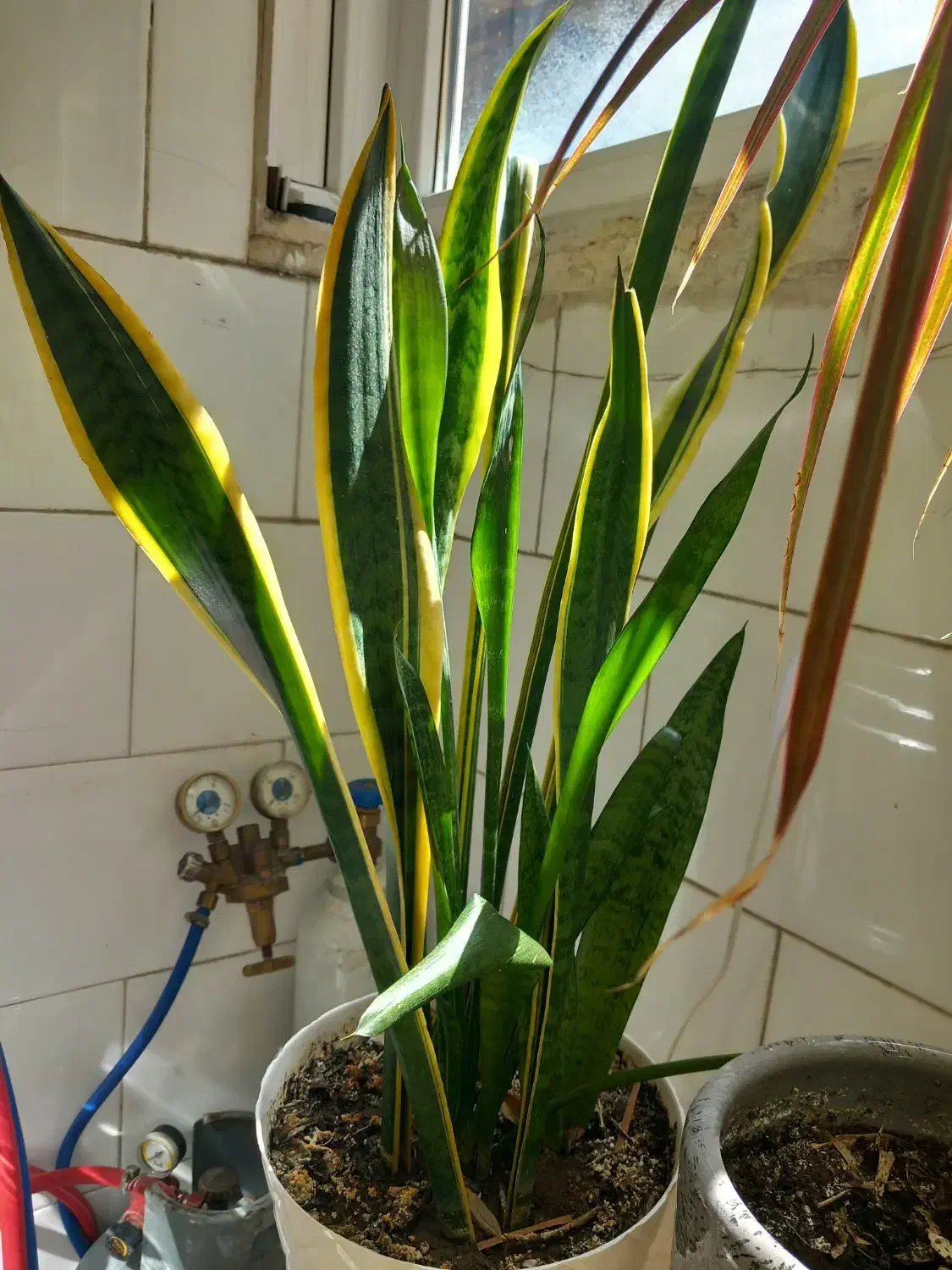 گل سانسوریا|گل و گیاه طبیعی|تبریز, |دیوار