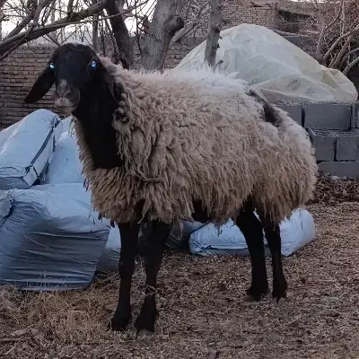 بره شیشک آبستن|حیوانات مزرعه|پاکدشت, پاکدشت (مامازند)|دیوار