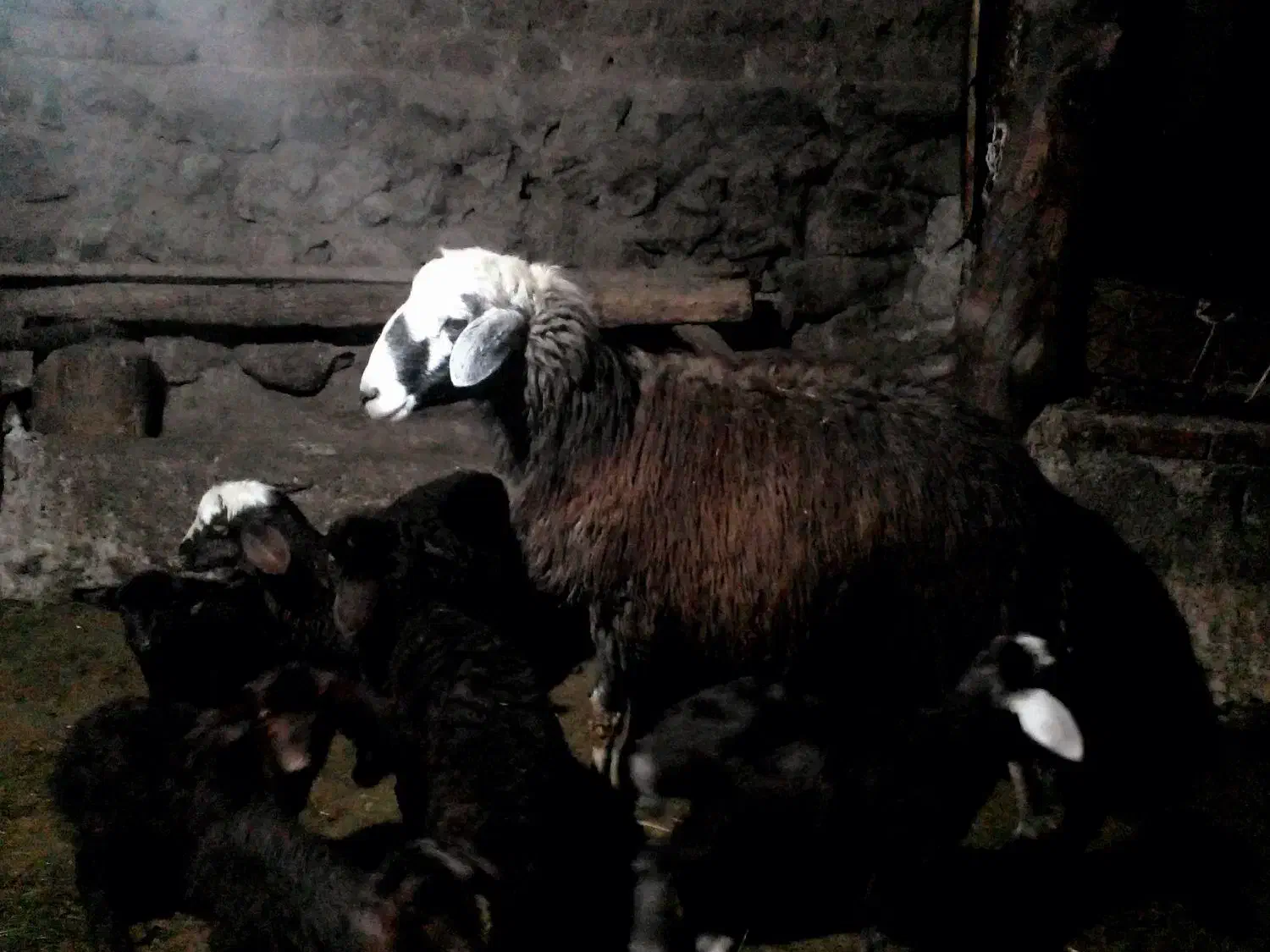 قوچ چال دوساله|حیوانات مزرعه|هیر, |دیوار