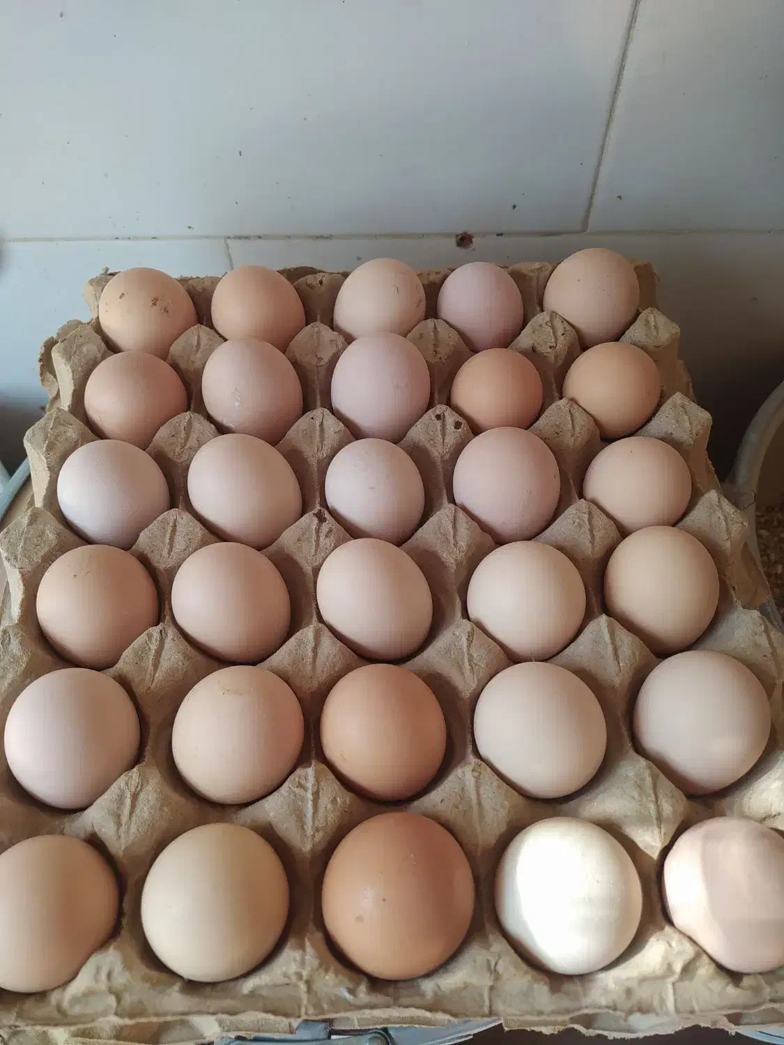 تخم مرغ|خوردنی و آشامیدنی|اصفهان, باغ زرشک|دیوار