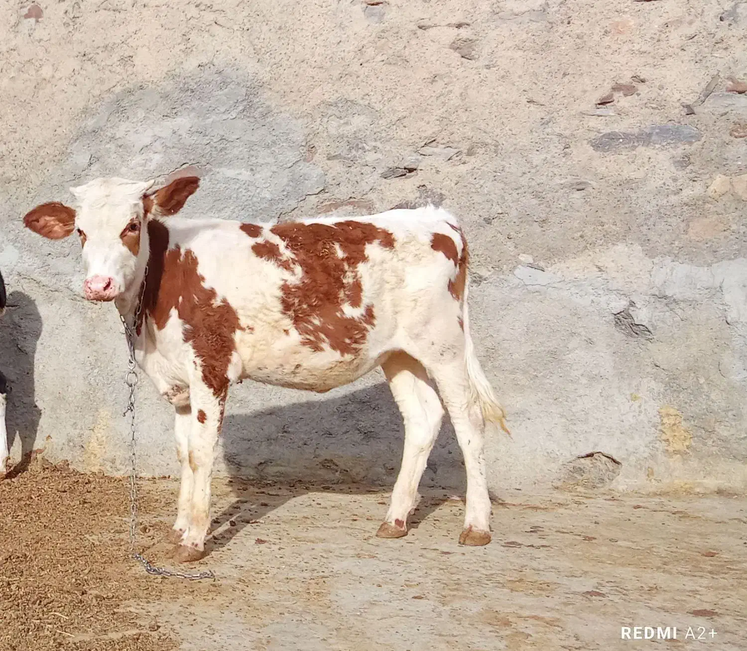 چهار راس گوساله سمینتال (گاو)|حیوانات مزرعه|اراک, |دیوار