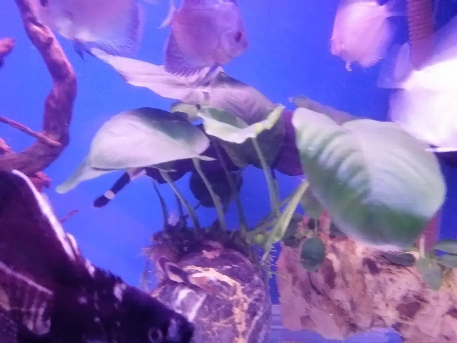 ماهی بلک گوست|ماهی|تهران, اقدسیه|دیوار