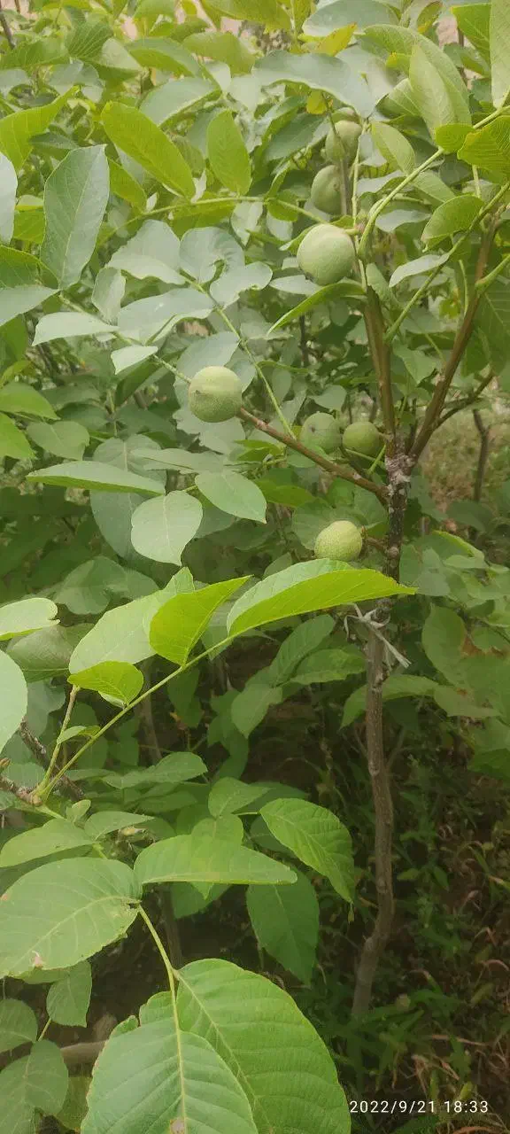 فروش نهال گردو کاغذی|گل و گیاه طبیعی|سراب, |دیوار