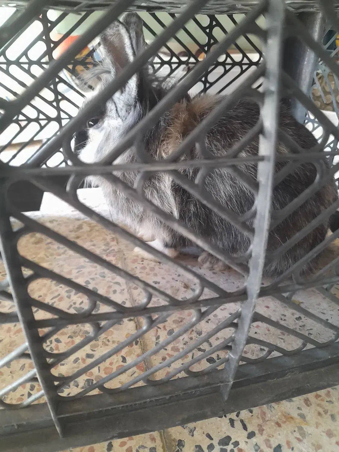 خرگوش|موش و خرگوش|بیله سوار, |دیوار