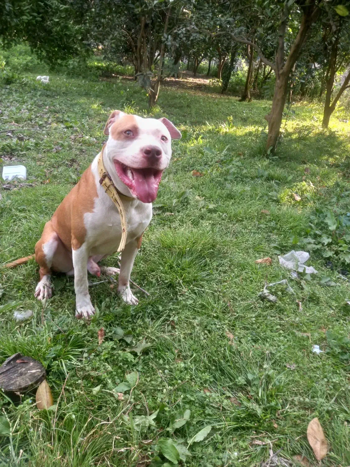 پیتبول اسفورد شایر|سگ|بابل, |دیوار