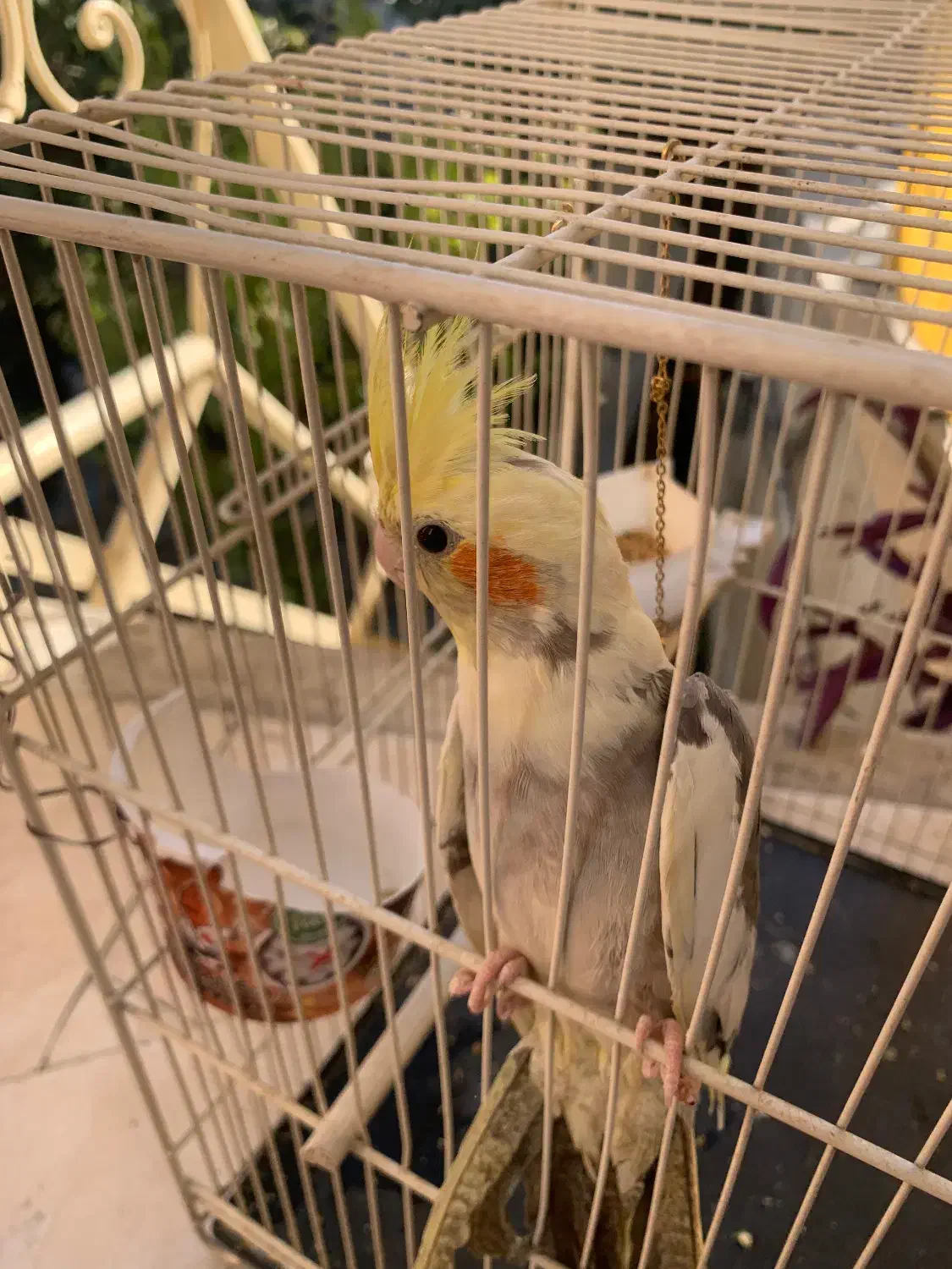 عروس هلندی|پرنده|تهران, مرادآباد|دیوار