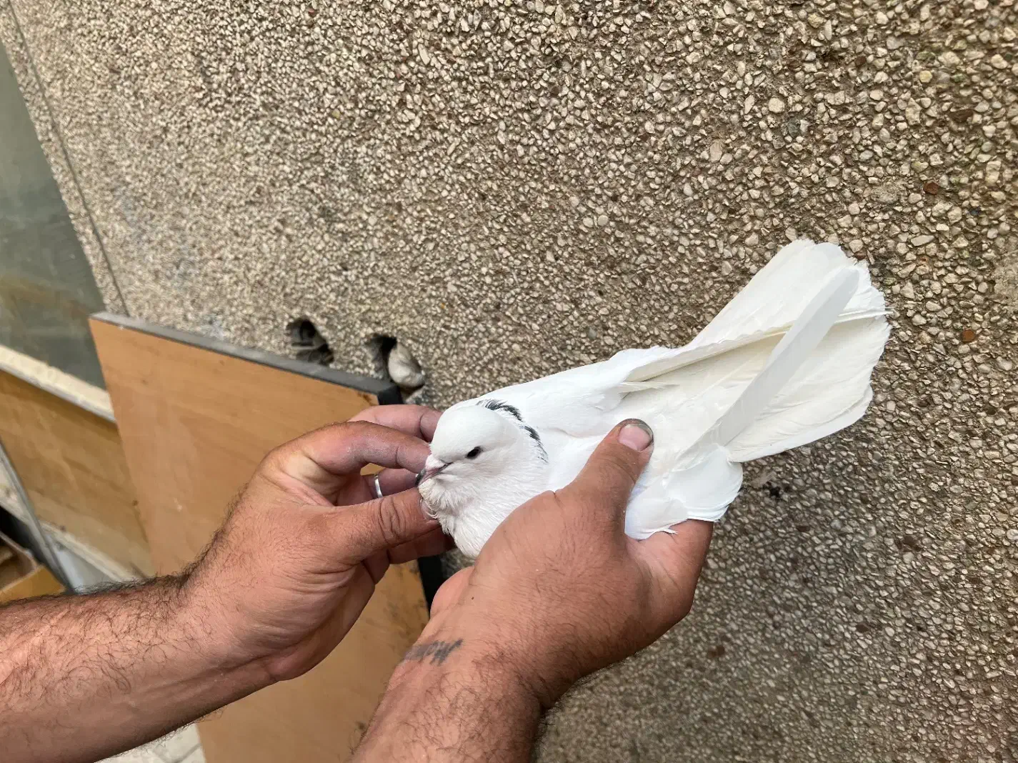 کفتر درجه یک برای بلندی|پرنده|تهران, باغ خزانه|دیوار