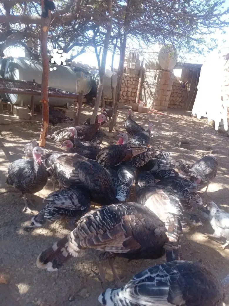 بوقلمون|حیوانات مزرعه|ایذه, |دیوار