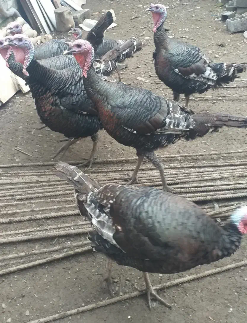 بوقلمون نر|حیوانات مزرعه|بابلسر, |دیوار