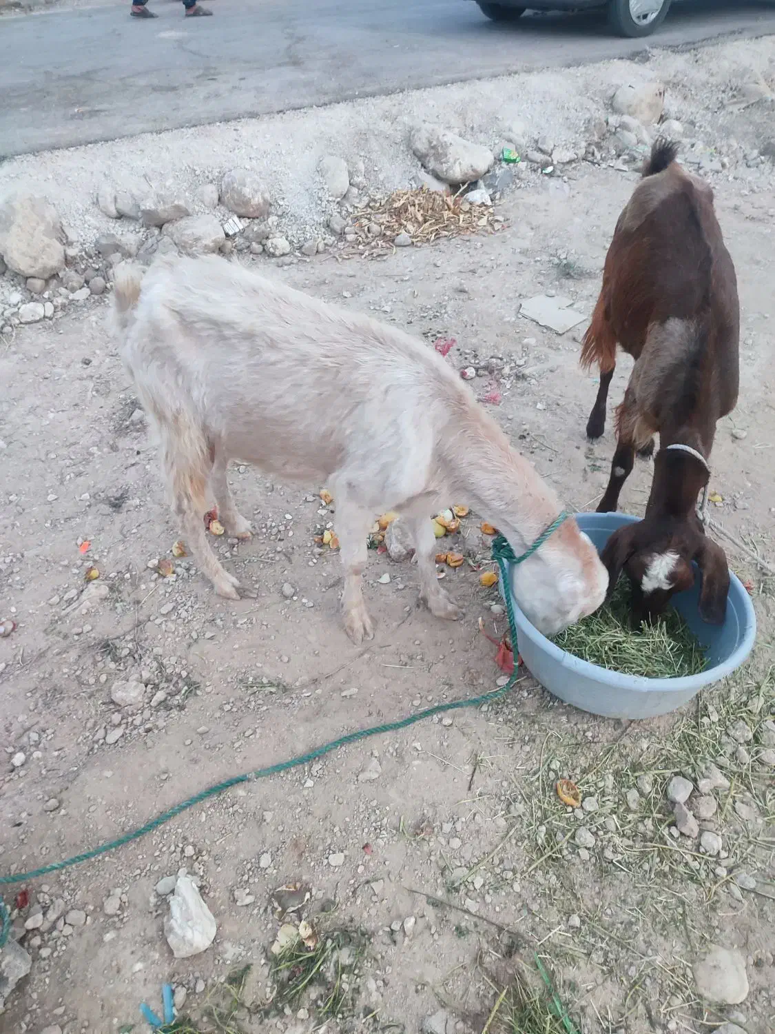 فروش دو عدد بز آبستن|حیوانات مزرعه|دلوار, |دیوار