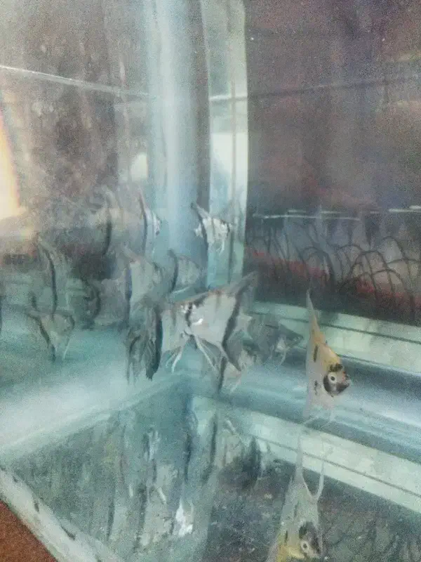 انجل|ماهی|اراک, |دیوار