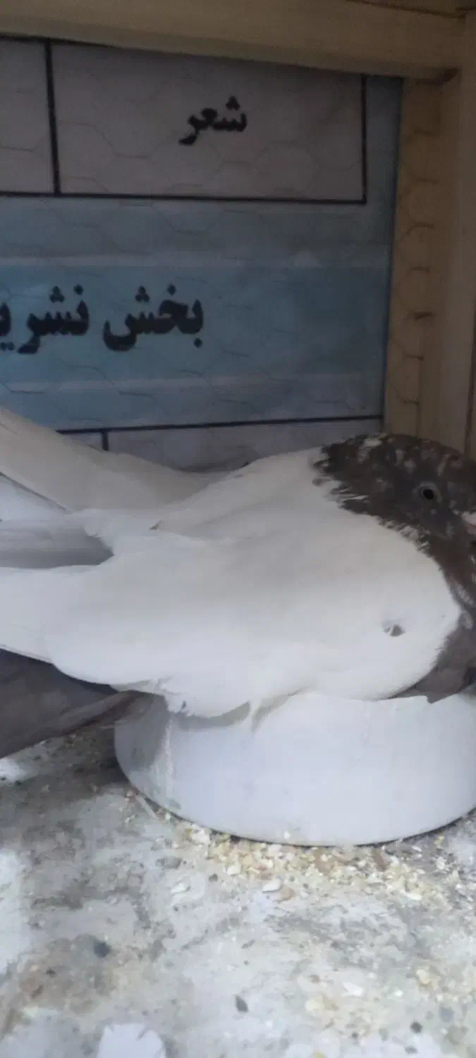 کبوتر حسن خانی|پرنده|دهگلان, |دیوار