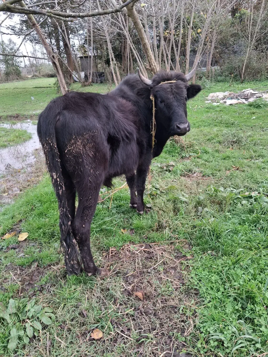 گاو در ورزا کوله|حیوانات مزرعه|خمام, |دیوار