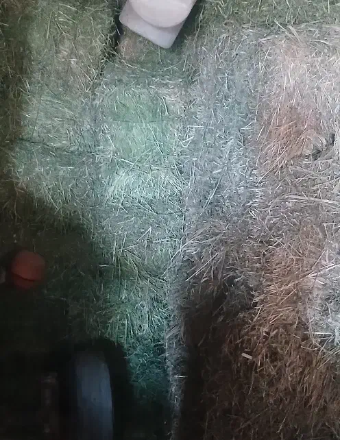 یونجه|حیوانات مزرعه|کبودرآهنگ, |دیوار