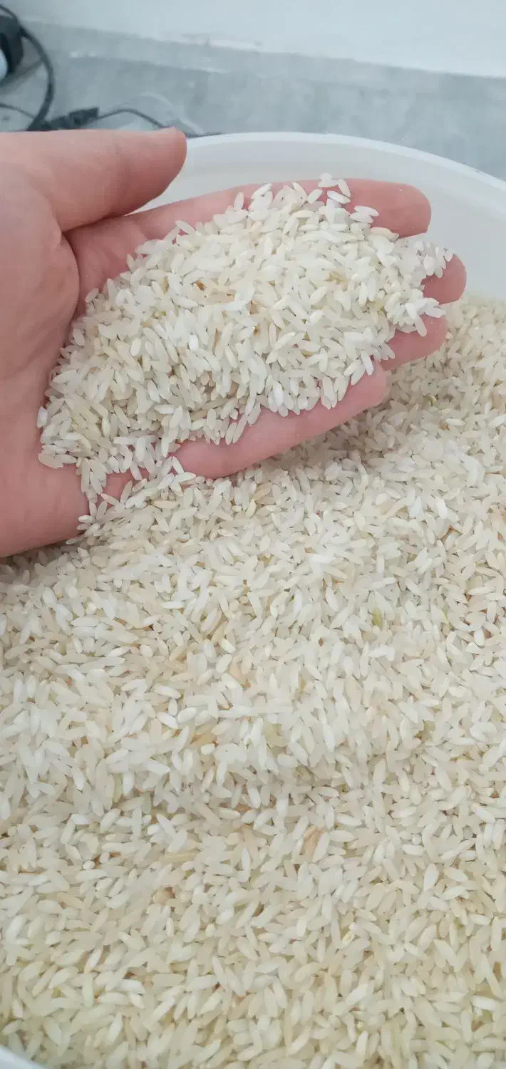 برنج چمپا محلی|خوردنی و آشامیدنی|بندر کنگان, |دیوار