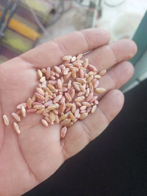 گندم دهدشت بذری|خدمات باغبانی و درختکاری|سرپل ذهاب, |دیوار