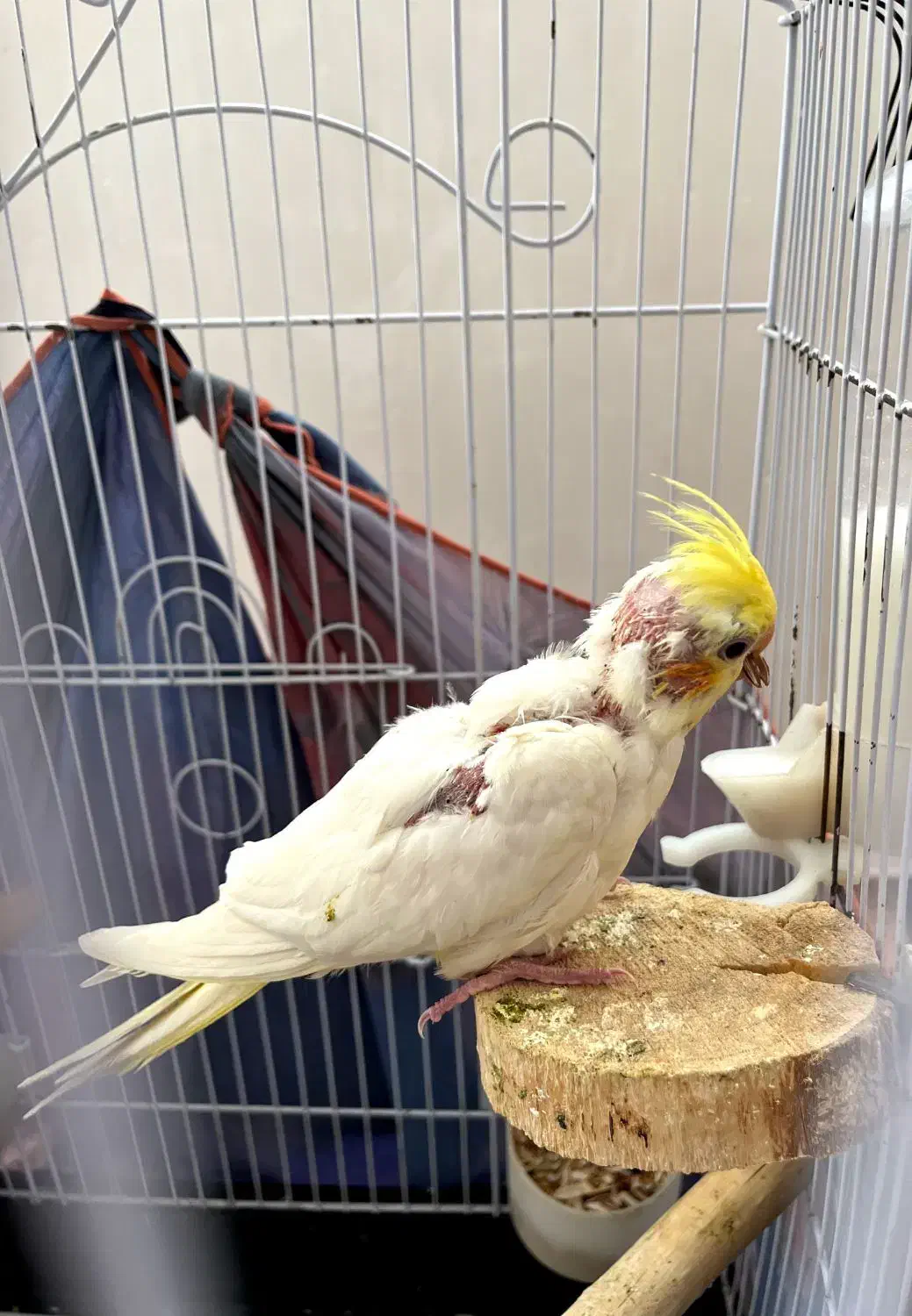 عروس هلندی تازه به دنیا اومده|پرنده|خلخال, |دیوار