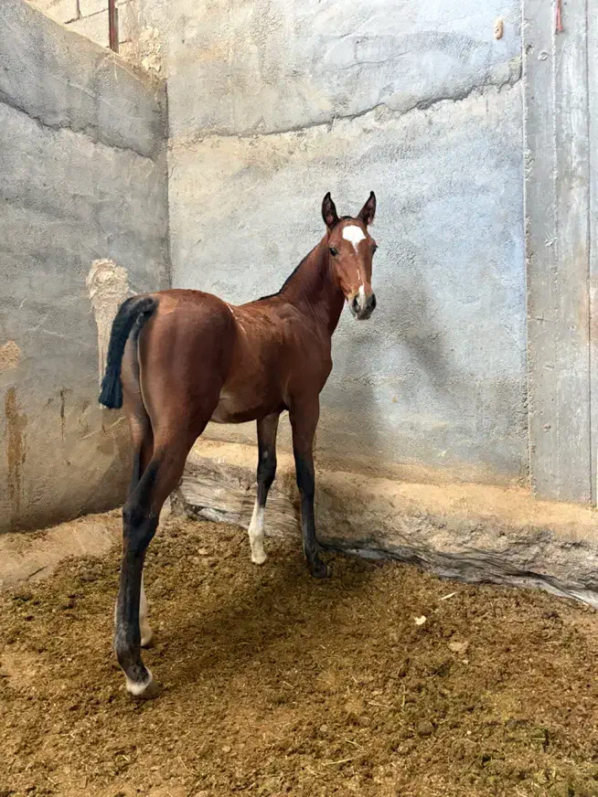 کره نریان ۶ماهه|اسب و تجهیزات اسبسواری|شهرکرد, |دیوار