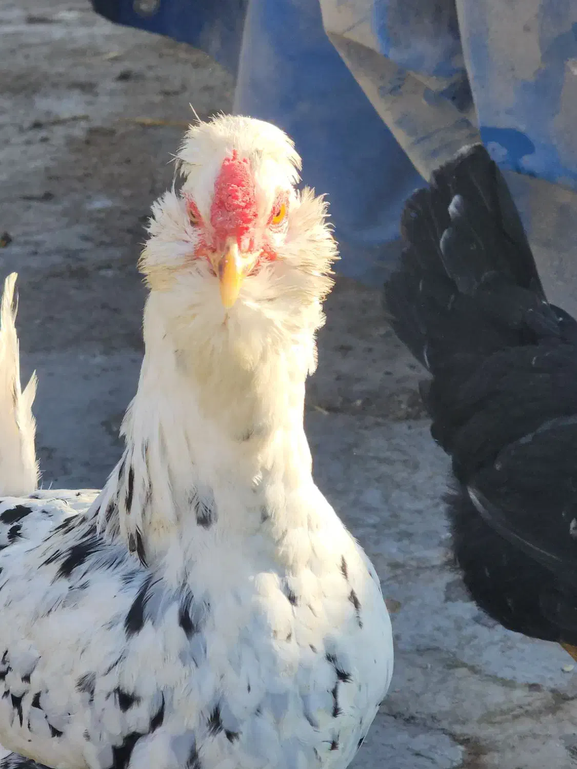 تخم مرغ|حیوانات مزرعه|فلاورجان, |دیوار