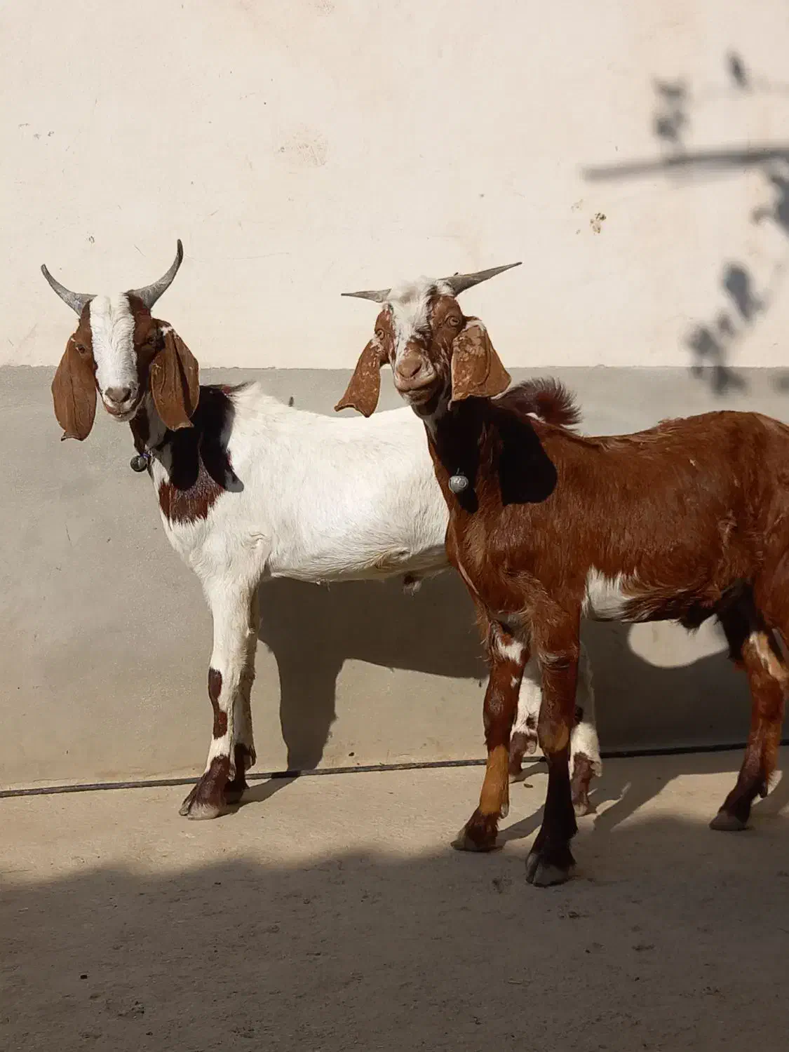 بزغاله دقلو صلاله|حیوانات مزرعه|گنبد کاووس, |دیوار