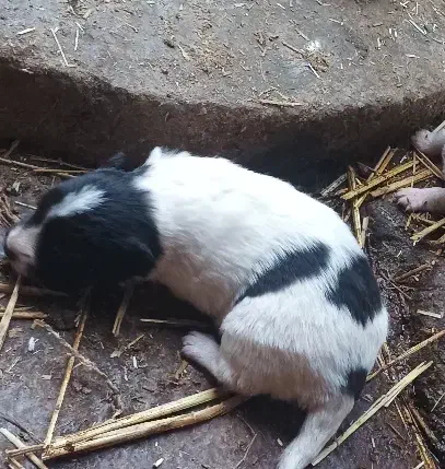 واگذاری پاکوتا|سگ|گنبد کاووس, |دیوار