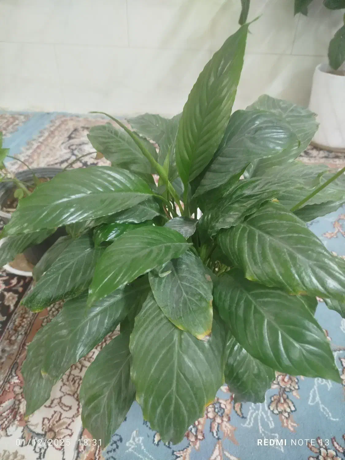 گل وگلدان|گل و گیاه طبیعی|حمیدیا, |دیوار