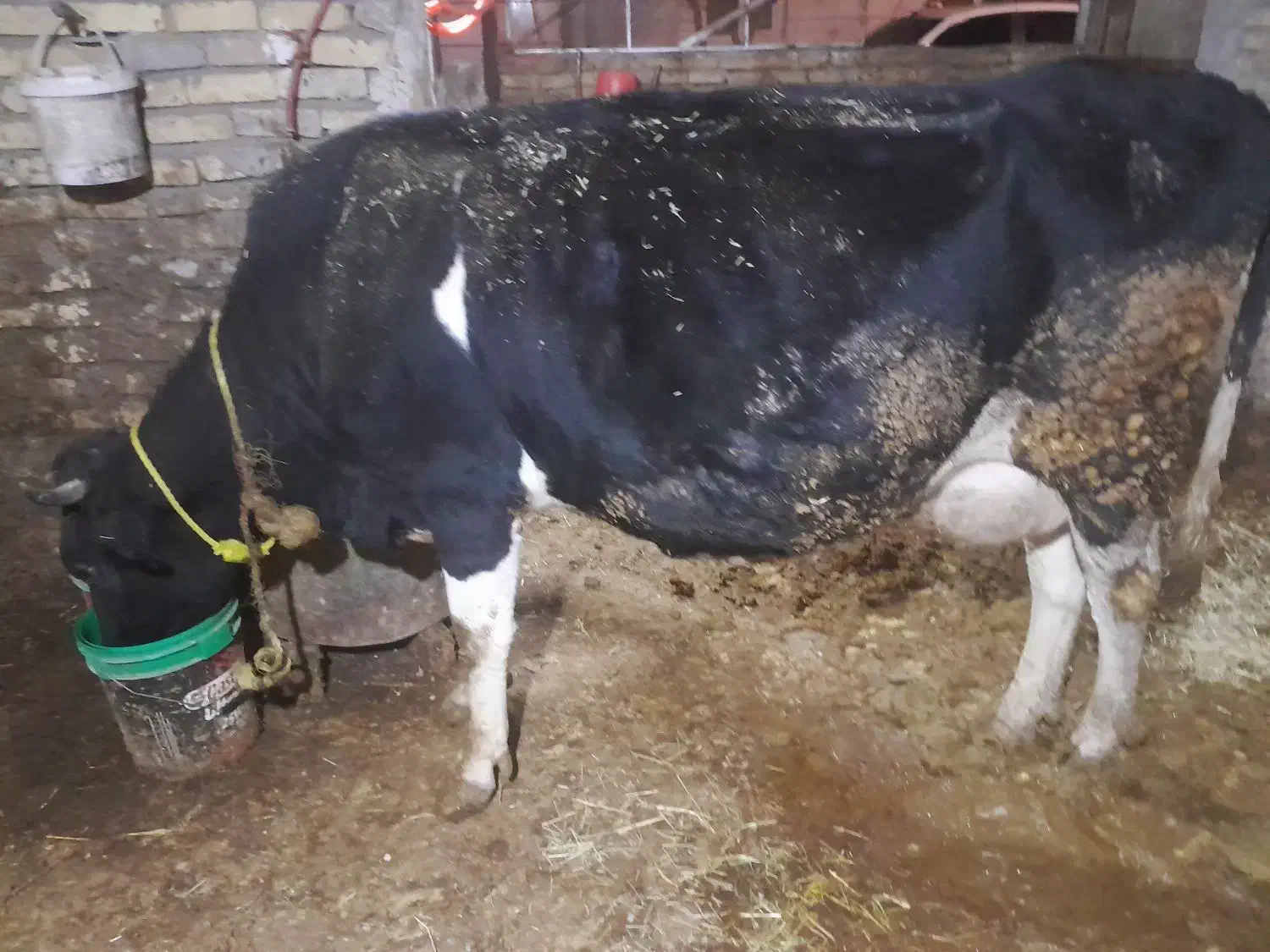 گاوگوساله هلشتین|حیوانات مزرعه|تاکستان, |دیوار