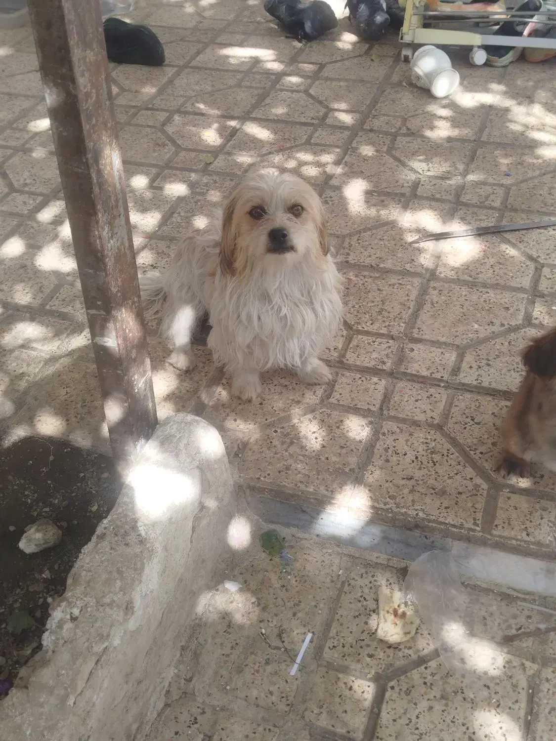 سگ های زیبا نر و ماده|سگ|مشهد, الهیه|دیوار