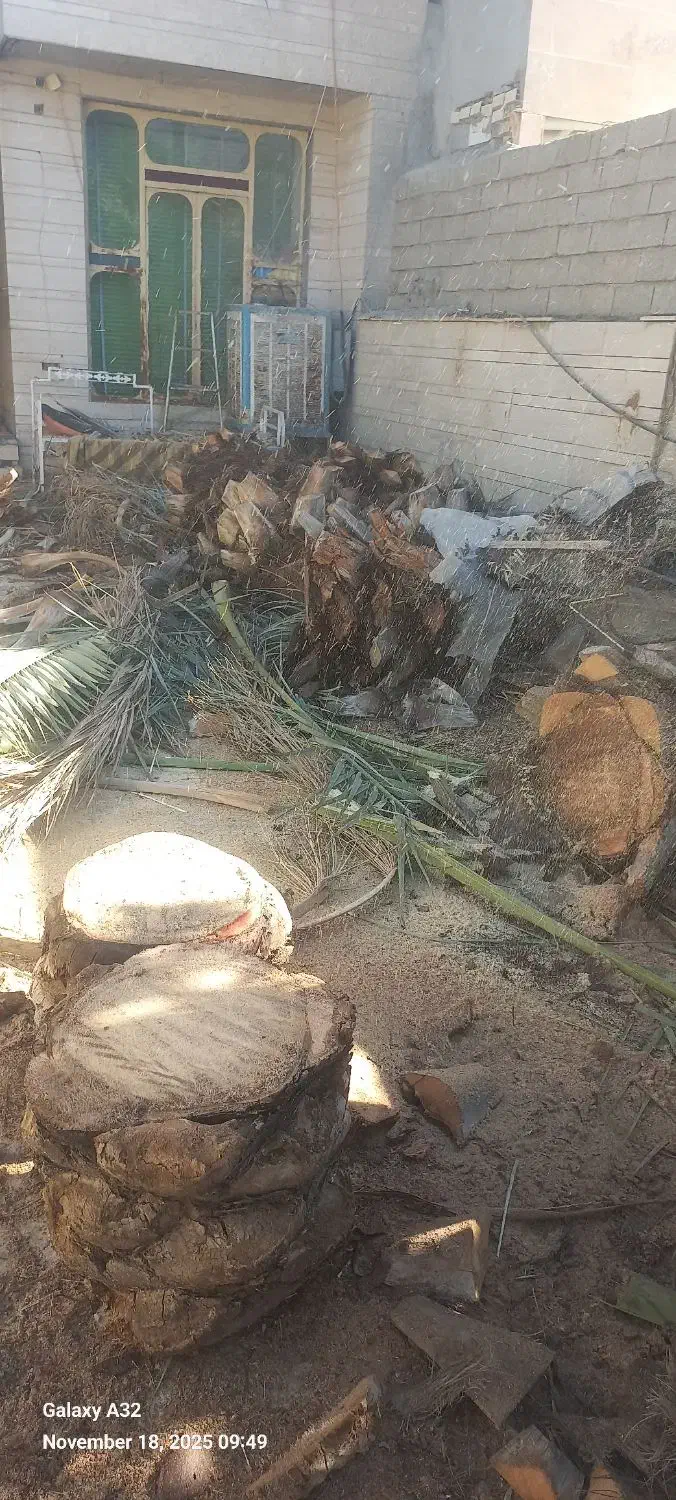 قطع و برش نخل رایگان|خدمات باغبانی و درختکاری|رامهرمز, |دیوار