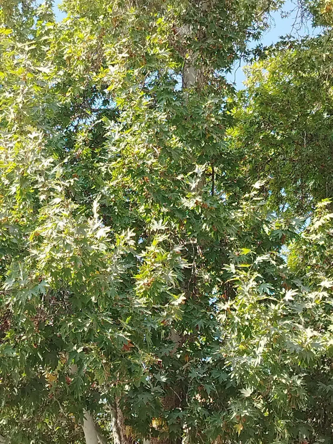 نیروی کار ماهان|استخدام خدمات فروشگاه و رستوران|ماهان, |دیوار