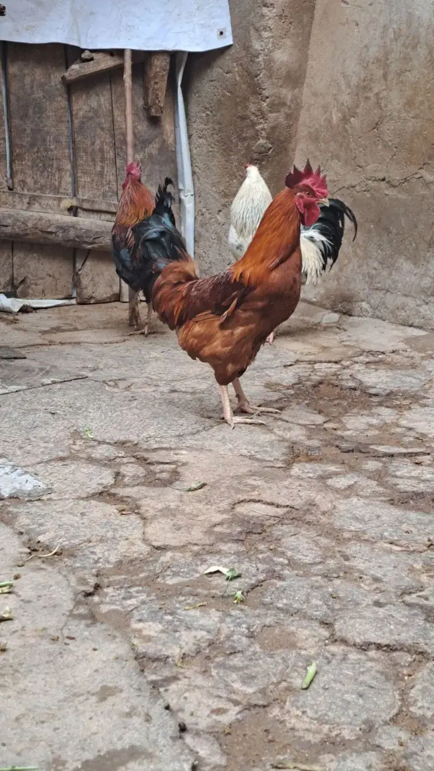 خروس|حیوانات مزرعه|تاکستان, |دیوار