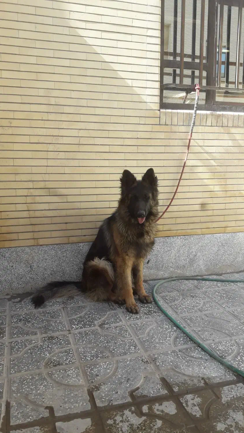 ژرمن ماده|سگ|کرمان, |دیوار