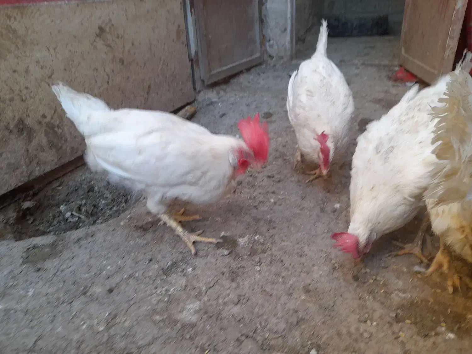 مرغ تخمگذار|حیوانات مزرعه|رباط‌کریم, الارد|دیوار