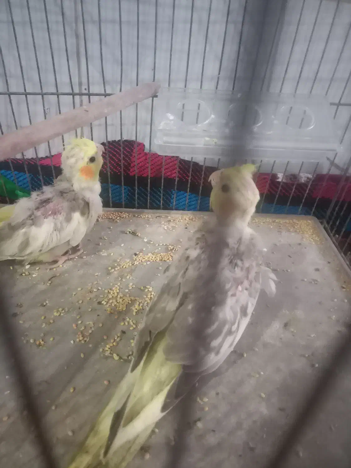 طوطی عروس هلندی|پرنده|خمینی‌شهر, |دیوار